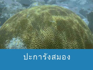 ปะกำรัง สมอง

 