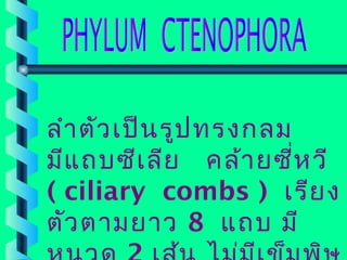 ลำำ ตัว เป็น รูป ทรงกลม
มีแ ถบซีเ ลีย คล้ำ ยซี่ห วี
( ciliary combs ) เรีย ง
ตัว ตำมยำว 8 แถบ มี

 