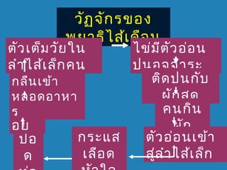วัฏ จัก รของ
พยำธิไ ส้เ ดือ น

ตัว เต็ม วัย ใน
ลำำ ไส้เ ล็ก คน

ไข่ม ต ัว อ่อ น
ี
ปนอุจ จำระ
ติด ปนกับ
กลืน เข้ำ
ผัก สด
หลอดอำหำ
คอห
คนกิน
ร
อย
ผัก
กระแส
ตัว อ่อ นเข้ำ
ปอ
เลือ ด
สู่ล ำำ ไส้เ ล็ก
ด

 