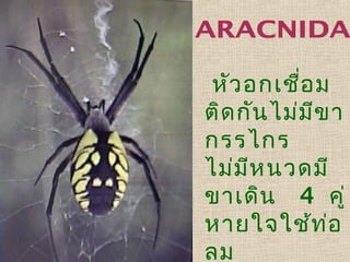 หัว อกเชื่อ ม
ติด กัน ไม่ม ข า
ี
กรรไกร
ไม่ม ห นวดมี
ี
ขาเดิน 4 คู่
หายใจใช้ท อ
่
ลม

 