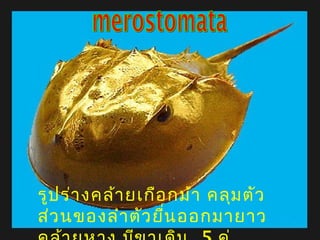 รูป ร่า งคล้า ยเกือ กม้า คลุม ตัว
ส่ว นของลำา ตัว ยื่น ออกมายาว

 