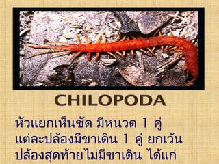 หัวแยกเห็นชัด มีหนวด 1 คู่
แต่ละปล้องมีขาเดิน 1 คู่ ยกเว้น
ปล้องสุดท้ายไม่มีขาเดิน ได้แก่

 