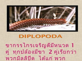 ขากรรไกรเจริญ ดีม ห นวด 1
ี
คู่ ทุก ปล้อ งมีข า 2 คูเ รีย กว่า
่
พวกมิล ลิป ด ได้แ ก่ พวก
ิ

 