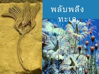 พลับ พลึง
ทะเล

 