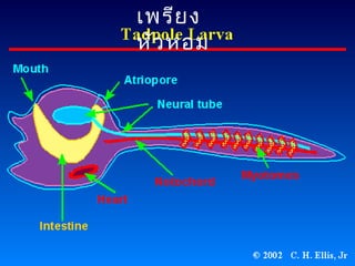 เพรีย ง
หัว หอม

 
