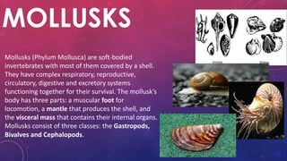 MOLLUSKS
Mollusks (Phylum Mollusca) are soft-bodied
invertebrates with most of them covered by a shell.
They have complex respiratory, reproductive,
circulatory, digestive and excretory systems
functioning together for their survival. The mollusk’s
body has three parts: a muscular foot for
locomotion, a mantle that produces the shell, and
the visceral mass that contains their internal organs.
Mollusks consist of three classes: the Gastropods,
Bivalves and Cephalopods.
 