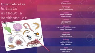 Invertebrates
Protozoa
(phyla: protozoa)
Echinoderms
such as starfish
(phyla: Echinodermata)
Annelids
such as earthworms
(phyla: Annelida)
Mollusks
such as octopus
(phyla: Mollusca)
Arthropods
such as crabs, spiders and insects
(phyla: Arthropoda)
Crustaceans
such as crabs
(subphyla: Crustacea)
Arachnids
such as spiders
(subphyla: Chelicerata
class: Arachnida)
Insects
(subphyla: Uniramia
class: Insecta)
Animals
without a
Backbone or
Spinal
Column:
 