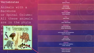 Vertebrates
Fish
(group: Pisces)
Amphibians
such as frogs
(class: Amphibia)
Reptiles
such as crocodiles
(class: Reptilia)
Birds
(class: Aves)
Mammals
(class: Mammalia)
Marsupials
such as kangaroos
(order: Marsupialia)
Primates
such as gorillas and chimpanzees
(order: Primates)
Rodents
such as mice
(order: Rodentia)
Cetaceans
such as whales and dolphins
( order: Cetacea)
Animals such as seals
(order: Carnivora
family: Phocidae)
Animals with a
Backbone
or Spinal Column:
All these animals
are in the phyla
Chordata and the
subphyla
Vertebrata.)
 