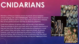 CNIDARIANS
Members of Phylum Cnidaria consist of animals whose tentacles
contain stinging cells called nematocysts. These poison-filled structures
are used for defense and to capture their prey or food. Once released,
this can be painful and even fatal like an attack by jellyfishes.
Corals form colonies of various colors and secrete a hard skeleton.
These accumulate to form coral reefs which are of great importance as
they are one of the 250 world’s most productive ecosystems. A coral
reef is where fishes and other marine organisms breed. At present
however, coral reefs are destroyed by pollution from oil spills and
dynamite fishing. Add to these the silt and sediments that flow down
from the mountains because of farming, mining and logging activities.
 