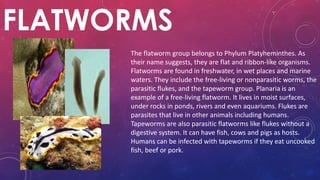 FLATWORMS
The flatworm group belongs to Phylum Platyheminthes. As
their name suggests, they are flat and ribbon-like organisms.
Flatworms are found in freshwater, in wet places and marine
waters. They include the free-living or nonparasitic worms, the
parasitic flukes, and the tapeworm group. Planaria is an
example of a free-living flatworm. It lives in moist surfaces,
under rocks in ponds, rivers and even aquariums. Flukes are
parasites that live in other animals including humans.
Tapeworms are also parasitic flatworms like flukes without a
digestive system. It can have fish, cows and pigs as hosts.
Humans can be infected with tapeworms if they eat uncooked
fish, beef or pork.
 