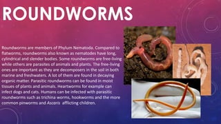 ROUNDWORMS
Roundworms are members of Phylum Nematoda. Compared to
flatworms, roundworms also known as nematodes have long,
cylindrical and slender bodies. Some roundworms are free-living
while others are parasites of animals and plants. The free-living
ones are important as they are decomposers in the soil in both
marine and freshwaters. A lot of them are found in decaying
organic matter. Parasitic roundworms can be found in moist
tissues of plants and animals. Heartworms for example can
infect dogs and cats. Humans can be infected with parasitic
roundworms such as trichina worms, hookworms and the more
common pinworms and Ascaris afflicting children.
 