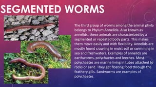 SEGMENTED WORMS
The third group of worms among the animal phyla
belongs to Phylum Annelida. Also known as
annelids, these animals are characterized by a
segmented or repeated body parts. This makes
them move easily and with flexibility. Annelids are
mostly found crawling in moist soil or swimming in
sea and freshwaters. Examples of annelids are
earthworms, polychaetes and leeches. Most
polychaetes are marine living in tubes attached to
rocks or sand. They get floating food through the
feathery gills. Sandworms are examples of
polychaetes.
 