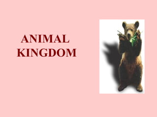 ANIMAL
KINGDOM
 