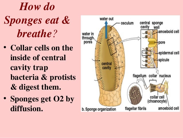 How Do Sponges Get Food How Do Sponges Get Food
