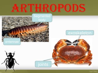Segmented
body
ARTHROPODS
antennae
joints
exoskeleton
 