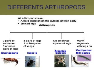 DIFFERENTS ARTHROPODS
Aracnids
 