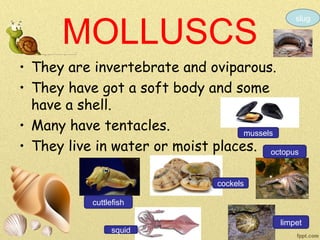 MOLLUSCS
• They are invertebrate and oviparous.
• They have got a soft body and some
have a shell.
• Many have tentacles.
• They live in water or moist places.
slug
mussels
octopus
cuttlefish
squid
cockels
limpet
 