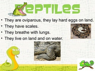 REPTILES
• They are oviparous, they lay hard eggs on land.
• They have scales.
• They breathe with lungs.
• They live on land and on water.
 