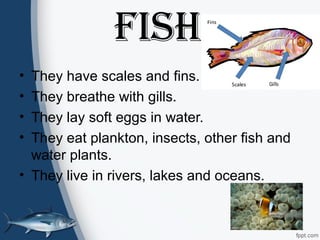 FISH
• They have scales and fins.
• They breathe with gills.
• They lay soft eggs in water.
• They eat plankton, insects, other fish and
water plants.
• They live in rivers, lakes and oceans.
 