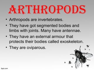 ARTHROPODS
• Arthropods are invertebrates.
• They have got segmented bodies and
limbs with joints. Many have antennae.
• They have an external armour that
protects their bodies called exoskeleton.
• They are oviparous.
 
