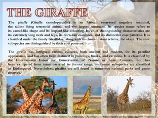 The giraffe (Giraffa camelopardalis) is an African even-toed ungulate mammal,
the tallest living terrestrial animal and the largest ruminant. Its species name refers to
its camel-like shape and its leopard-like colouring. Its chief distinguishing characteristics are
its extremely long neck and legs, its horn-like ossicones, and its distinctive coat patterns. It is
classified under the family Giraffidae, along with its closest extant relative, the okapi. The nine
subspecies are distinguished by their coat patterns.
The giraffe has intrigued various cultures, both ancient and modern, for its peculiar
appearance, and has often been featured in paintings, books, and cartoons. It is classified by
the International Union for Conservation of Nature as Least Concern, but has
been extirpated from many parts of its former range, and some subspecies are classified
as Endangered. Nevertheless, giraffes are still found in numerous national parks and game
reserves.
 