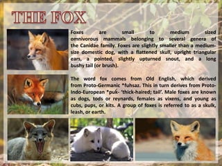 Foxes are small to medium sized
omnivorous mammals belonging to several genera of
the Canidae family. Foxes are slightly smaller than a medium-
size domestic dog, with a flattened skull, upright triangular
ears, a pointed, slightly upturned snout, and a long
bushy tail (or brush).
The word fox comes from Old English, which derived
from Proto-Germanic *fuhsaz. This in turn derives from Proto-
Indo-European *puḱ- ‘thick-haired; tail’. Male foxes are known
as dogs, tods or reynards, females as vixens, and young as
cubs, pups, or kits. A group of foxes is referred to as a skulk,
leash, or earth.
 