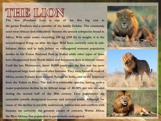 The lion (Panthera Leo) is one of the five big cats in
the genus Panthera and a member of the family Felidae. The commonly
used term African lion collectively denotes the several subspecies found in
Africa. With some males exceeding 250 kg (550 lb) in weight, it is the
second-largest living cat after the tiger. Wild lions currently exist in sub-
Saharan Africa and in Asia (where an endangered remnant population
resides in Gir Forest National Park in India) while other types of lions
have disappeared from North Africa and Southwest Asia in historic times.
Until the late Pleistocene, about 10,000 years ago, the lion was the most
widespread large land mammal after humans. They were found in most of
Africa, across Eurasia from western Europe to India, and in the Americas
from the Yukon to Peru. The lion is a vulnerable species, having seen a
major population decline in its African range of 30–50% per two decades
during the second half of the 20th century. Lion populations are
untenable outside designated reserves and national parks. Although the
cause of the decline is not fully understood, habitat loss and conflicts with
humans are currently the greatest causes of concern. Within Africa,
the West African lion population is particularly endangered.
 