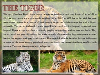 The tiger (Panthera Tigris) is the largest cat species, reaching a total body length of up to 3.38 m
(11.1 ft) over curves and exceptionally weighing up to 388.7 kg (857 lb) in the wild. Its most
recognizable feature is a pattern of dark vertical stripes on reddish-orange fur with a lighter
underside. The species is classified in the genus Panthera with the lion, leopard, jaguar and snow
leopard. Tigers are apex predators, primarily preying on ungulates such as deer and bovid. They
are territorial and generally solitary but social animals, often requiring large contiguous areas of
habitat that support their prey requirements. This, coupled with the fact that they are indigenous
to some of the more densely populated places on Earth, has caused significant conflicts with
humans. There are 10 recognized tiger subspecies
 