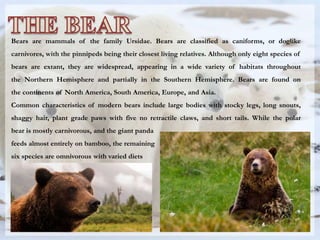 Bears are mammals of the family Ursidae. Bears are classified as caniforms, or doglike
carnivores, with the pinnipeds being their closest living relatives. Although only eight species of
bears are extant, they are widespread, appearing in a wide variety of habitats throughout
the Northern Hemisphere and partially in the Southern Hemisphere. Bears are found on
the continents of North America, South America, Europe, and Asia.
Common characteristics of modern bears include large bodies with stocky legs, long snouts,
shaggy hair, plant grade paws with five no retractile claws, and short tails. While the polar
bear is mostly carnivorous, and the giant panda
feeds almost entirely on bamboo, the remaining
six species are omnivorous with varied diets
 