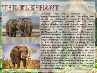 Elephants are large mammals of the
family Elephantidae and the order Proboscides. Two
species are traditionally recognized, the African
elephant (Loxodonta Africana) and the Asian
elephant (Elephas maximus), although some evidence
suggests that African bush elephants and African forest
elephants are separate species
(L. Africana and L. cyclotis respectively). Elephants are
scattered throughout sub-Saharan Africa, South Asia,
and Southeast Asia. Male African elephants are the
largest extant terrestrial animals and can reach a height
of 4 m (13 ft) and weigh 7,000 kg (15,000 lb). All
elephants have several distinctive features the most
notable of which is a long trunk or proboscis, used for
many purposes, particularly breathing, lifting water and
grasping objects. Their incisors grow into tusks, which
can serve as weapons and as tools for moving objects
and digging. Elephants' large ear flaps help to control
their body temperature. Their pillar-like legs can carry
their great weight. African elephants have larger ears and
concave backs while Asian elephants have smaller ears
and convex or level backs.
 