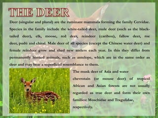 Deer (singular and plural) are the ruminant mammals forming the family Cervidae.
Species in the family include the white-tailed deer, mule deer (such as the black-
tailed deer), elk, moose, red deer, reindeer (caribou), fallow deer, roe
deer, pudú and chital. Male deer of all species (except the Chinese water deer) and
female reindeer grow and shed new antlers each year. In this they differ from
permanently horned animals, such as antelope, which are in the same order as
deer and may bear a superficial resemblance to them.
The musk deer of Asia and water
chevrotain (or mouse deer) of tropical
African and Asian forests are not usually
regarded as true deer and form their own
families: Moschidae and Tragulidae,
respectively.
 