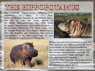 The common hippopotamus (Hippopotamus
amphibius), or hippo, is a large,
mostly herbivorous mammal in sub-Saharan Africa,
and one of only two extant species in
the family Hippopotamidae, the other being
the pygmy hippopotamus (Choeropsis liberiensis or
Hexaprotodon liberiensis). The name comes from
the ancient Greek for "river horse" (ἱπποπόταμος).
After the elephant and rhinoceros, the common
hippopotamus is the third-largest type of land
mammal and the heaviest extant artiodactyls.
Despite their physical resemblance to pigs and
other terrestrial even-toed ungulates, the closest
living relatives of the Hippopotamidae are
cetaceans (whales, porpoises, etc.) from which
they diverged about 55 million years ago. The
common ancestor of whales and hippos split
from other even-toed ungulates
around 60 million years ago. The earliest known
hippopotamus fossils, belonging to the genus
Kenyapotamus in Africa, date to
around 16 million years ago.
 
