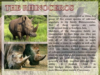 Rhinoceros , often abbreviated as rhino, is a
group of five extant species of odd-toed
ungulates in the family Rhinocerotidae.
Two of these species are native
to Africa and three to Southern Asia.
Members of the rhinoceros family are
characterized by their large size (they are
some of the largest remaining mega fauna,
with all of the species able to reach
one tonne or more in weight); as well as by
an herbivorous diet; a thick protective skin,
1.5–5 cm thick, formed from layers
of collagen positioned in a lattice structure;
relatively small brains for mammals this size
(400–600 g); and a large horn. They
generally eat leafy material, although their
ability to ferment food in
their hindgut allows them to subsist on
more fibrous plant matter, if necessary.
 