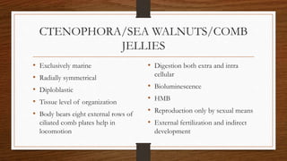 CTENOPHORA/SEA WALNUTS/COMB
JELLIES
• Exclusively marine
• Radially symmetrical
• Diploblastic
• Tissue level of organization
• Body bears eight external rows of
ciliated comb plates help in
locomotion
• Digestion both extra and intra
cellular
• Bioluminescence
• HMB
• Reproduction only by sexual means
• External fertilization and indirect
development
 
