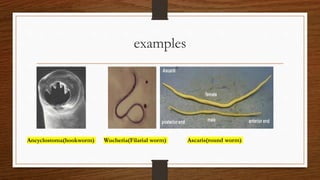examples
Ancyclostoma(hookworm) Wucheria(Filarial worm) Ascaris(round worm)
 