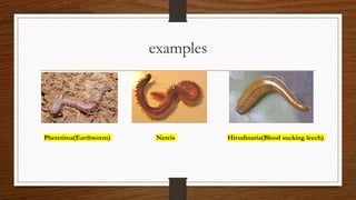 examples
Pheretima(Earthworm) Nereis Hirudinaria(Blood sucking leech)
 