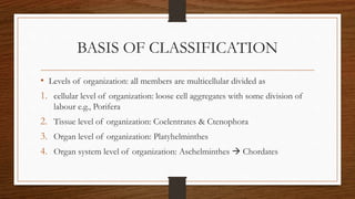 BASIS OF CLASSIFICATION
• Levels of organization: all members are multicellular divided as
1. cellular level of organization: loose cell aggregates with some division of
labour e.g., Porifera
2. Tissue level of organization: Coelentrates & Ctenophora
3. Organ level of organization: Platyhelminthes
4. Organ system level of organization: Aschelminthes  Chordates
 