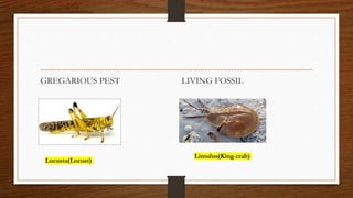 GREGARIOUS PEST LIVING FOSSIL
Locusta(Locust)
Limulus(King crab)
 