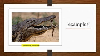 examples
Crocodilus(crocodile)
 