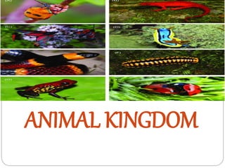 ANIMAL KINGDOM
 