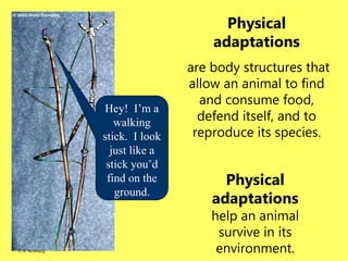 © A. Weinberg
Physical
adaptations
are body structures that
allow an animal to find
and consume food,
defend itself, and to
reproduce its species.
Physical
adaptations
help an animal
survive in its
environment.
© A. Weinberg
 