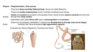 Phylum – Platyhelminthes (Flat worms)
- They have dorso-ventrally flattened body, hence are called flatworms
- These are mostly endoparasites found in animals including human beings
- Hooks and suckers are present in the parasitic forms. Some of them absorb nutrients from the host
directly through their body surface
- Specialised cells called flame cells help in osmoregulation and excretion
- Sexes are not separate. Fertilisation is internal and development is through many larval stages.
Some members like Planaria possess high regeneration capacity
Examples are Taenia (Tapeworm), Fasciola (Liver fluke)
 