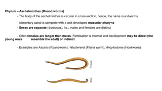 Phylum – Aschelminthes (Round worms)
- The body of the aschelminthes is circular in cross-section, hence, the name roundworms
- Alimentary canal is complete with a well developed muscular pharynx
- Sexes are separate (dioecious), i.e., males and females are distinct
- Often females are longer than males. Fertilisation is internal and development may be direct (the
young ones resemble the adult) or indirect
- Examples are Ascaris (Roundworm), Wuchereria (Filaria worm), Ancylostoma (Hookworm)
 
