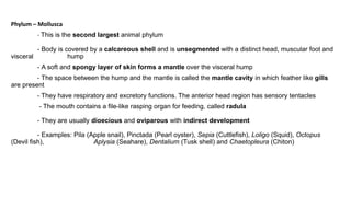 Phylum – Mollusca
- This is the second largest animal phylum
- Body is covered by a calcareous shell and is unsegmented with a distinct head, muscular foot and
visceral hump
- A soft and spongy layer of skin forms a mantle over the visceral hump
- The space between the hump and the mantle is called the mantle cavity in which feather like gills
are present
- They have respiratory and excretory functions. The anterior head region has sensory tentacles
- The mouth contains a file-like rasping organ for feeding, called radula
- They are usually dioecious and oviparous with indirect development
- Examples: Pila (Apple snail), Pinctada (Pearl oyster), Sepia (Cuttlefish), Loligo (Squid), Octopus
(Devil fish), Aplysia (Seahare), Dentalium (Tusk shell) and Chaetopleura (Chiton)
 