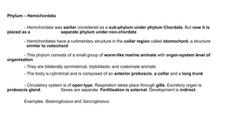 Phylum – Hemichordata
- Hemichordata was earlier considered as a sub-phylum under phylum Chordata. But now it is
placed as a separate phylum under non-chordata
- Hemichordates have a rudimentary structure in the collar region called stomochord, a structure
similar to notochord
- This phylum consists of a small group of worm-like marine animals with organ-system level of
organisation
- They are bilaterally symmetrical, triploblastic and coelomate animals
- The body is cylindrical and is composed of an anterior proboscis, a collar and a long trunk
- Circulatory system is of open type. Respiration takes place through gills. Excretory organ is
proboscis gland. Sexes are separate. Fertilisation is external. Development is indirect.
Examples: Balanoglossus and Saccoglossus
 