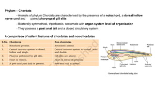 Phylum – Chordata
- Animals of phylum Chordata are characterised by the presence of a notochord, a dorsal hollow
nerve cord and paired pharyngeal gill slits
- Bilaterally symmetrical, triploblastic, coelomate with organ-system level of organisation
- They possess a post anal tail and a closed circulatory system
A comparison of salient features of chordates and non-chordates
 