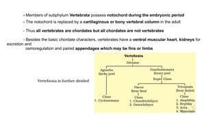 - Members of subphylum Vertebrata possess notochord during the embryonic period
- The notochord is replaced by a cartilaginous or bony vertebral column in the adult
- Thus all vertebrates are chordates but all chordates are not vertebrates
- Besides the basic chordate characters, vertebrates have a ventral muscular heart, kidneys for
excretion and
osmoregulation and paired appendages which may be fins or limbs
 