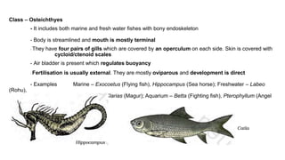 Class – Osteichthyes
- It includes both marine and fresh water fishes with bony endoskeleton
- Body is streamlined and mouth is mostly terminal
- They have four pairs of gills which are covered by an operculum on each side. Skin is covered with
cycloid/ctenoid scales
- Air bladder is present which regulates buoyancy
- Fertilisation is usually external. They are mostly oviparous and development is direct
- Examples Marine – Exocoetus (Flying fish), Hippocampus (Sea horse); Freshwater – Labeo
(Rohu),
Catla (Katla), Clarias (Magur); Aquarium – Betta (Fighting fish), Pterophyllum (Angel
fish)
 