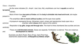 Class – Amphibia
- As the name indicates (Gr., Amphi : dual, bios, life), amphibians can live in aquatic as well as
terrestrial
habitats
- Most of them have two pairs of limbs and the body is divisible into head and trunk, tail maybe
present in some
- The amphibian skin is moist (without scales) and the eyes have eyelids
- A tympanum represents the ear. Alimentary canal, urinary and reproductive tracts open into a
common chamber called cloaca which opens to the exterior
- Respiration is by gills, lungs and through skin. The heart is three chambered (two auricles and one
ventricle)
- These are cold-blooded animals. Sexes are separate. Fertilisation is external. They are oviparous
and development is indirect
Examples are Bufo (Toad), Rana (Frog), Hyla (Tree frog),
Salamandra (Salamander), Ichthyophis (Limbless amphibia)
 