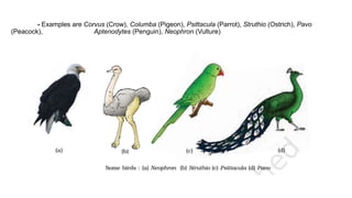 - Examples are Corvus (Crow), Columba (Pigeon), Psittacula (Parrot), Struthio (Ostrich), Pavo
(Peacock), Aptenodytes (Penguin), Neophron (Vulture)
 